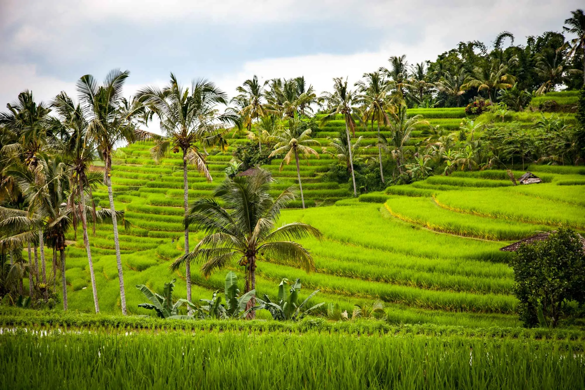 Indonesia – Tegallalang Rice Terrace